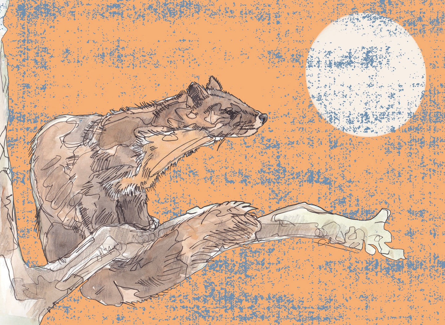 The Pine Marten and The Moon in Orange