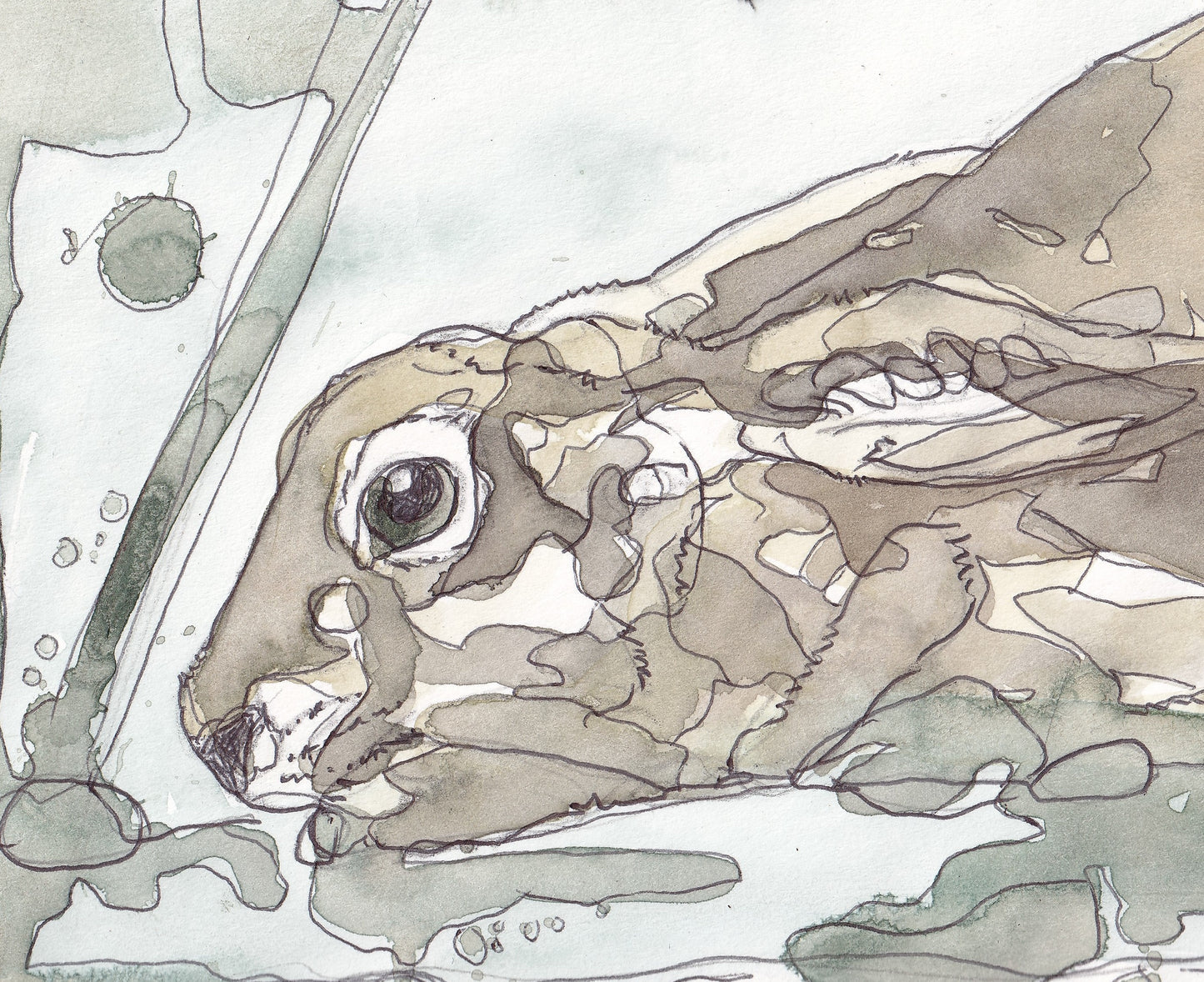 Close up head portrait of Wildlife Art crouching Brown Hare painting / illustration by wildlife artist Ann Pease.