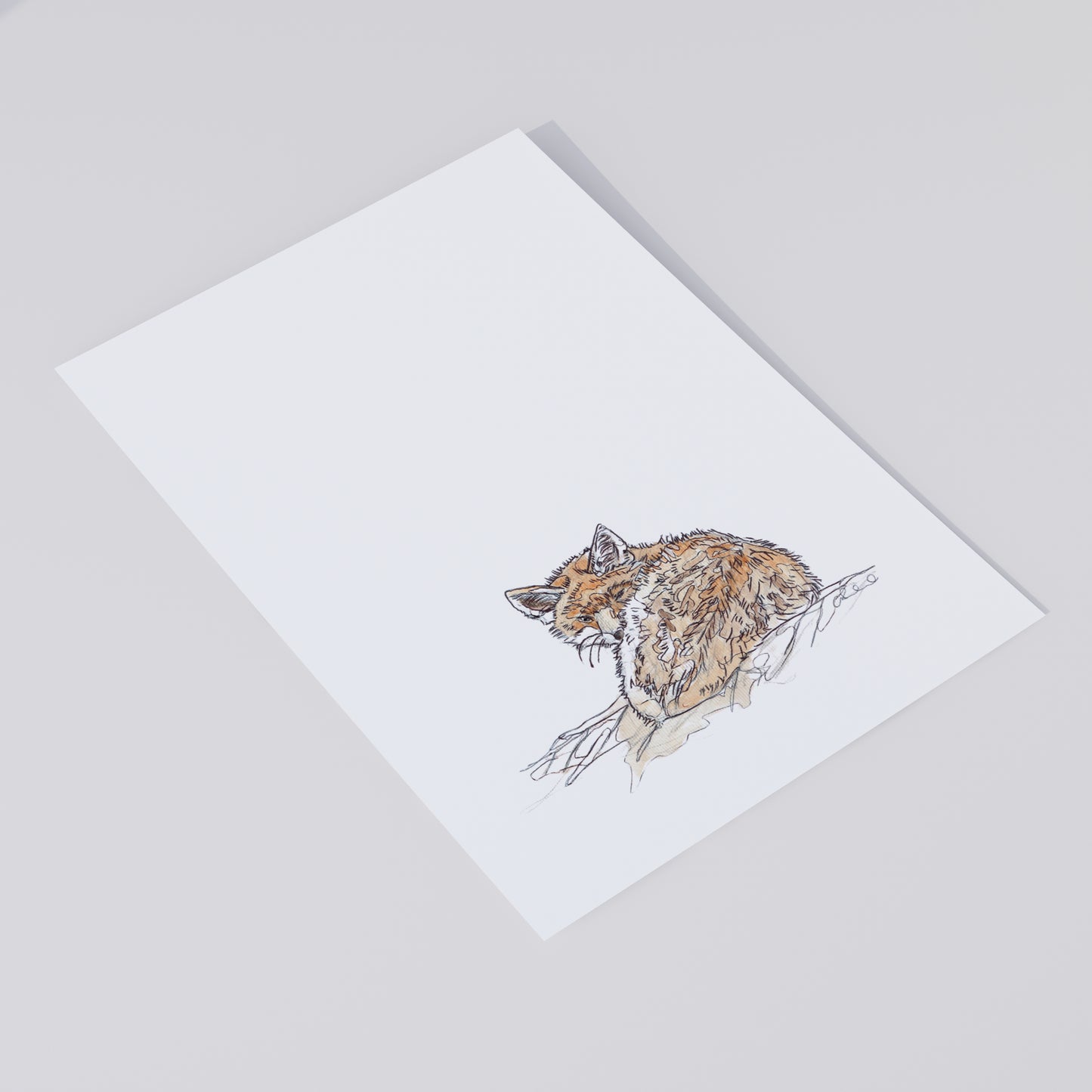 sleepy fox on white backfground giclee fine art print contemporary illustration animal wildlife artist ann pease
