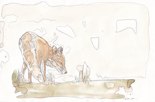 Wildlife Art pausing red fox painting illustration by wildlife artist Ann Pease.