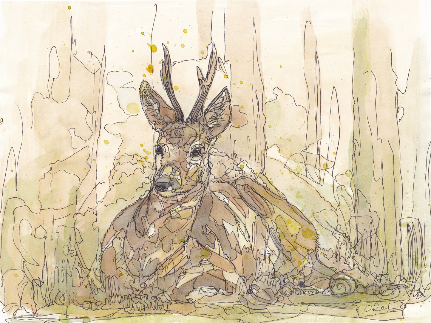 Wildlife Art resting Roe Deer in yellow tones painting / illustration by wildlife artist Ann Pease.