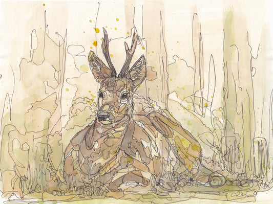 Wildlife Art resting Roe Deer in yellow tones painting / illustration by wildlife artist Ann Pease.