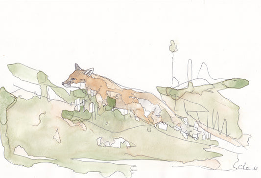 Wildlife Art stalking red fox painting / illustration by wildlife artist Ann Pease.
