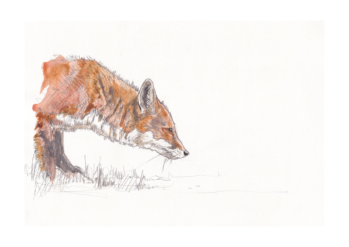 stalking red fox on blank background contemporary illustration animal artist ann pease card art 