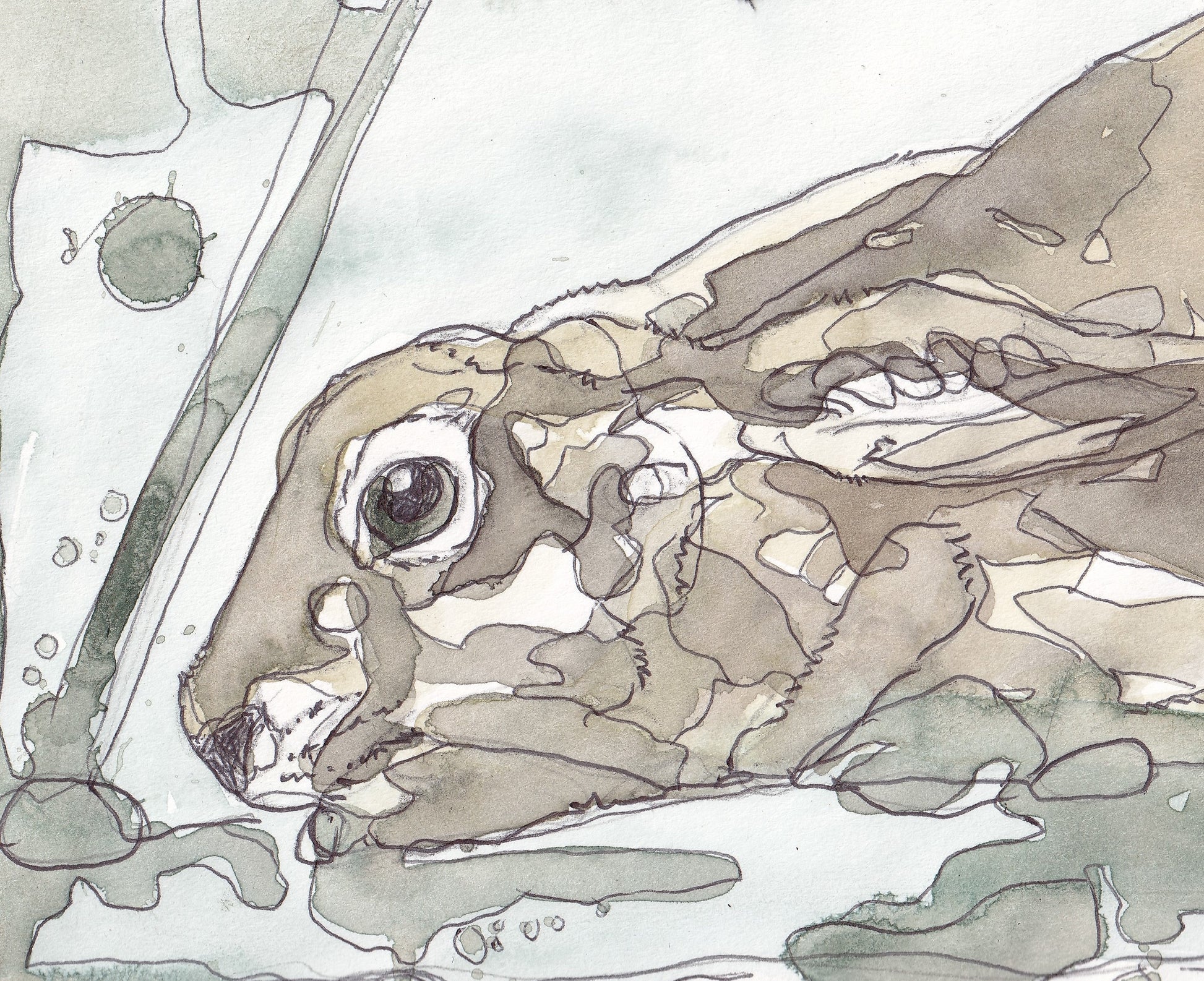 Close up head portrait of Wildlife Art crouching Brown Hare painting / illustration by wildlife artist Ann Pease.