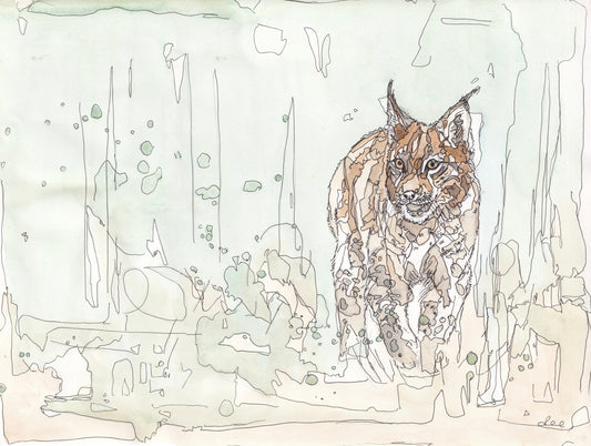 Wildlife Art european lynx in grass woodland contemporary painting / illustration by wildlife artist Ann Pease.