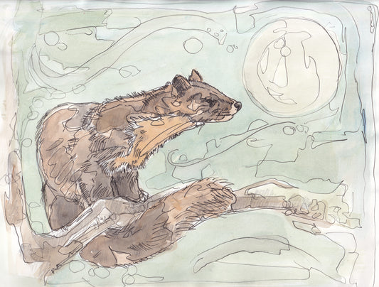 Detail portrait close up Wildlife Art pine marten on a branch looking up at large full moon  contemporary painting / illustration by wildlife artist Ann Pease.