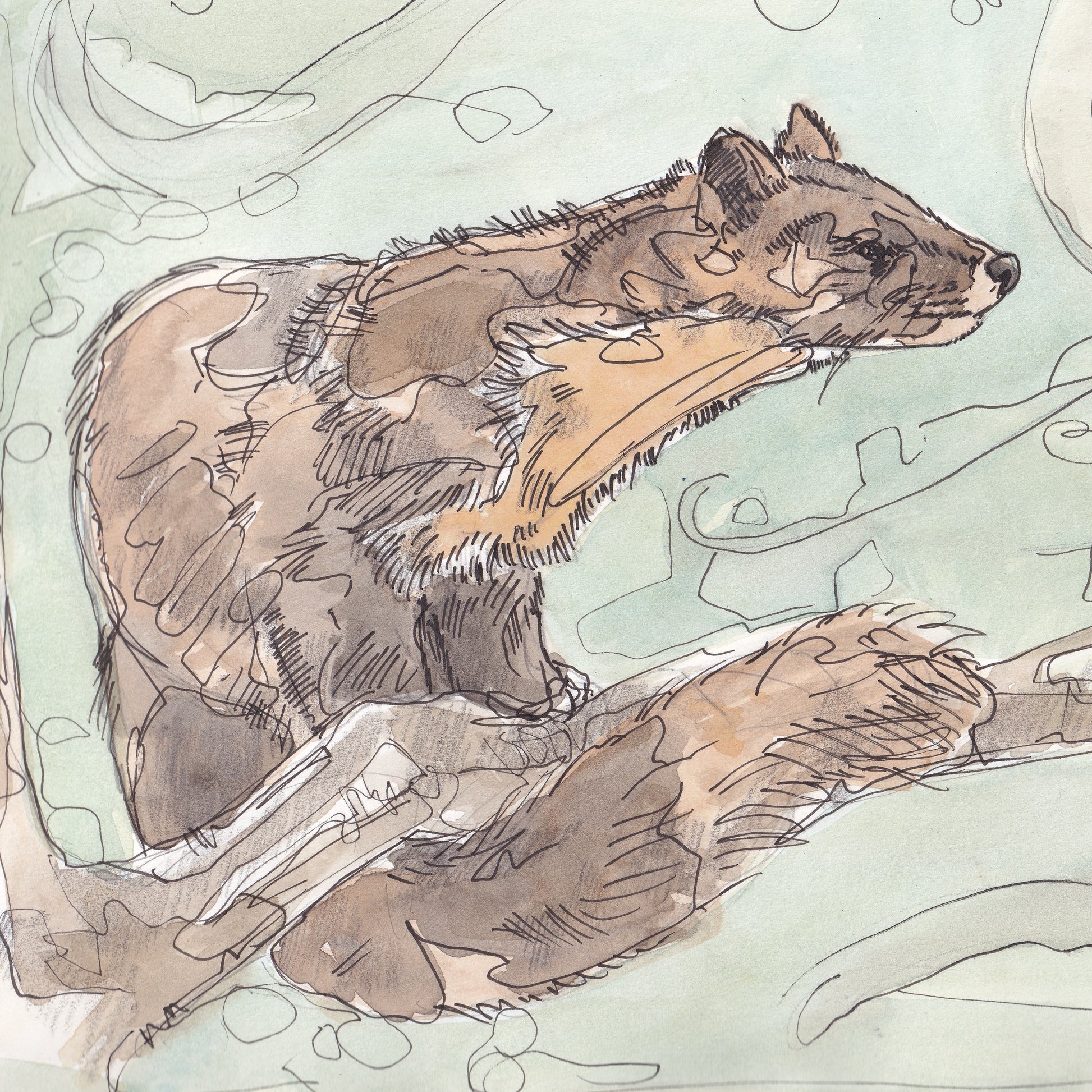 Detail portrait close up Wildlife Art pine marten on a branch looking up at large full moon  contemporary painting / illustration by wildlife artist Ann Pease.