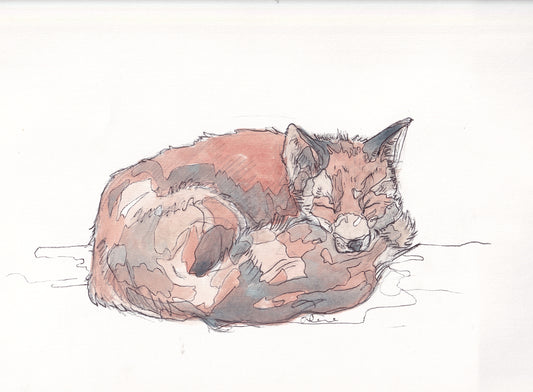 Wildlife Art sleeping red fox painting illustation by wildlife artist Ann Pease.