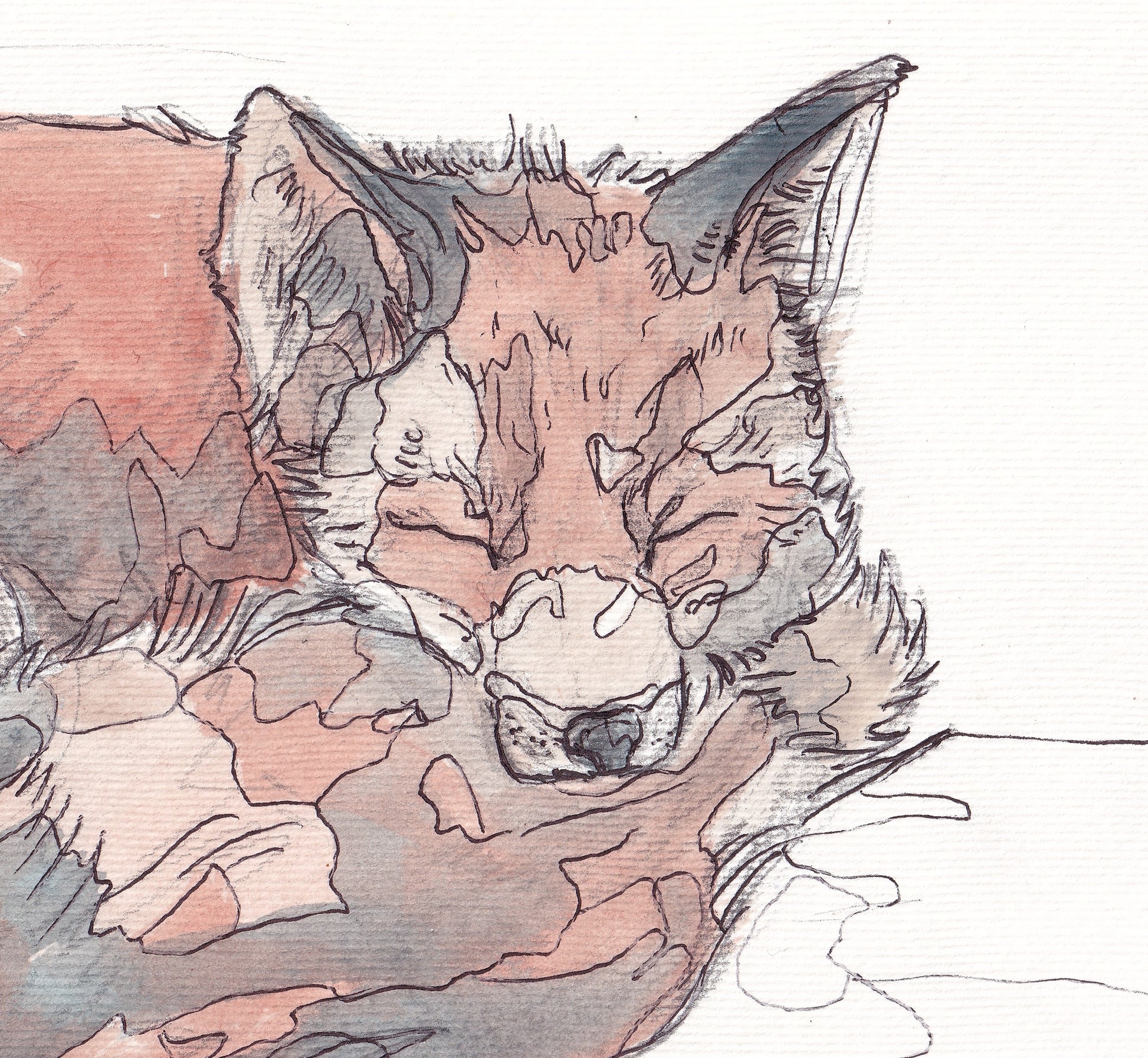 Detail from Wildlife Art sleeping red fox painting illustation by wildlife artist Ann Pease.
