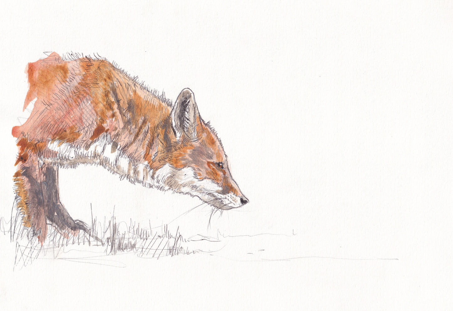 original painting of red fox stalking with white background contemporary illustration animal wildlife artist ann pease original art 