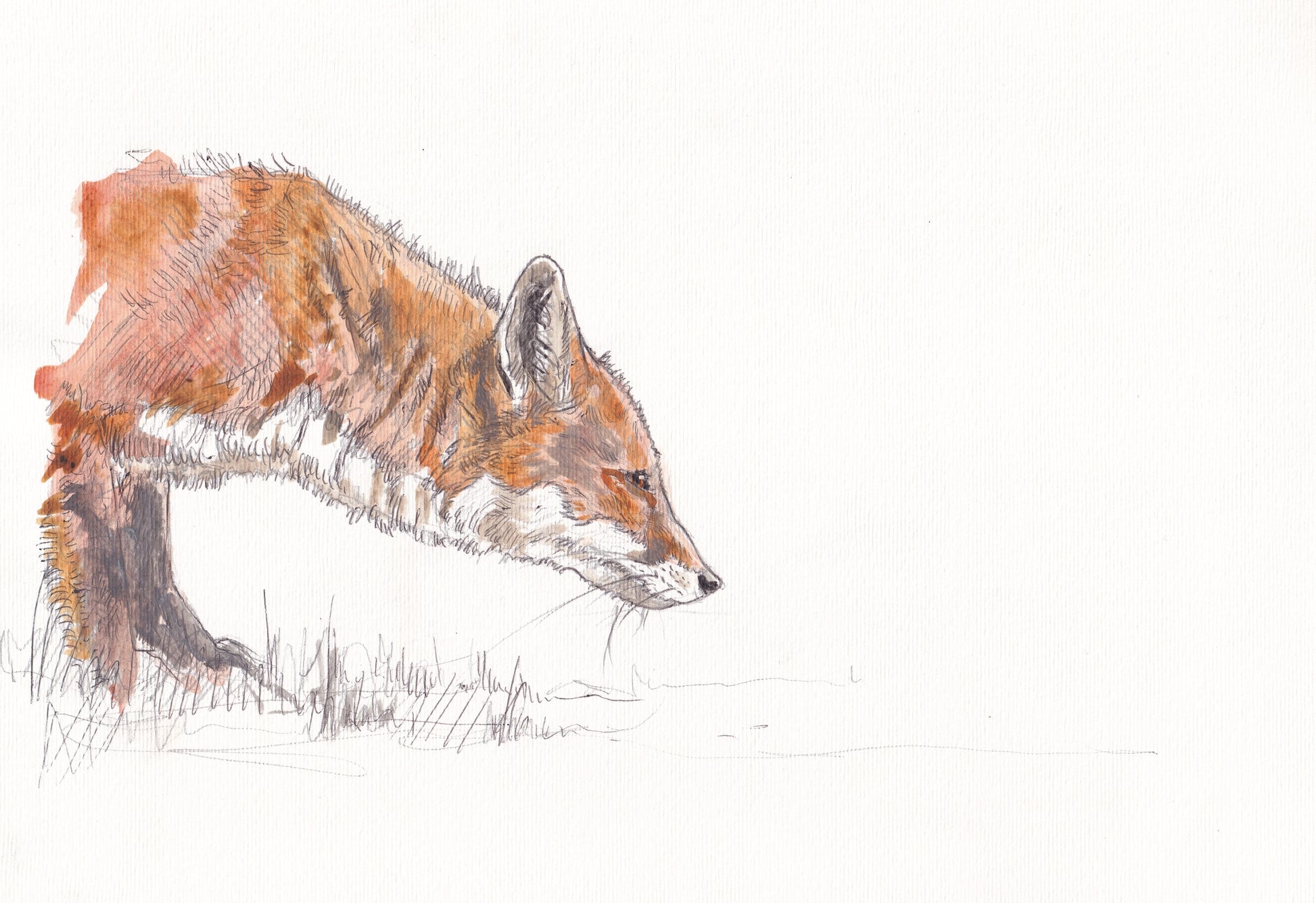 original painting of red fox stalking with white background contemporary illustration animal wildlife artist ann pease original art 