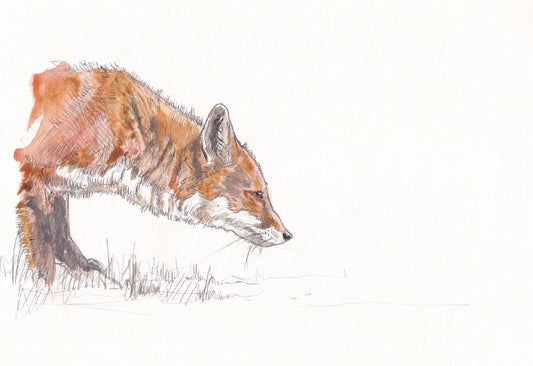 original painting of red fox stalking with white background contemporary illustration animal wildlife artist ann pease original art 