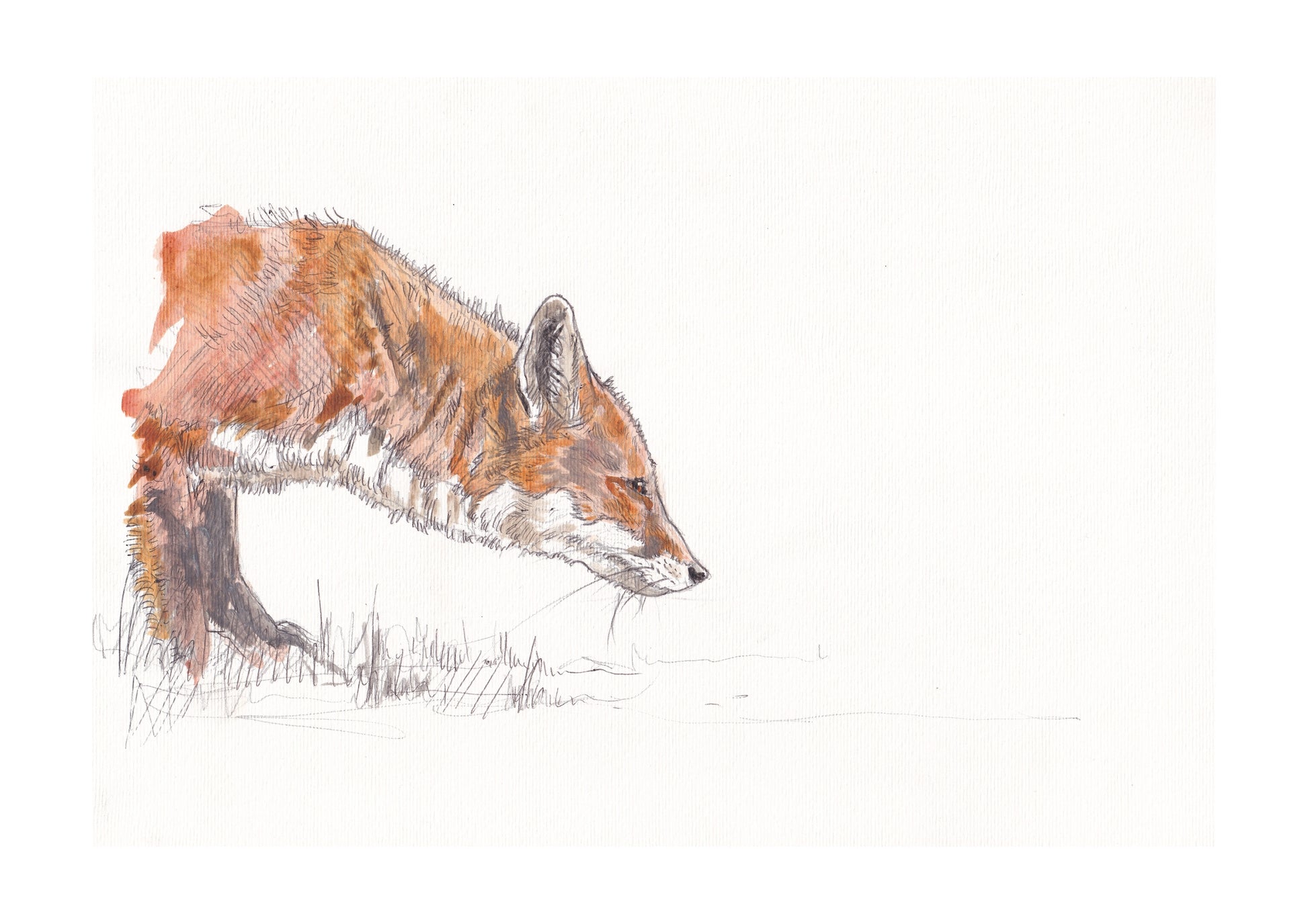 original painting of red fox stalking with white background contemporary illustration animal wildlife artist ann pease original art 