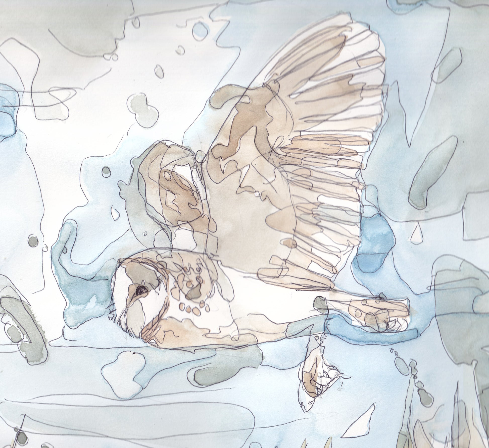 detail closeup original painting of barn owl flying in the sky illustration animal wildlife artist ann pease original art 
