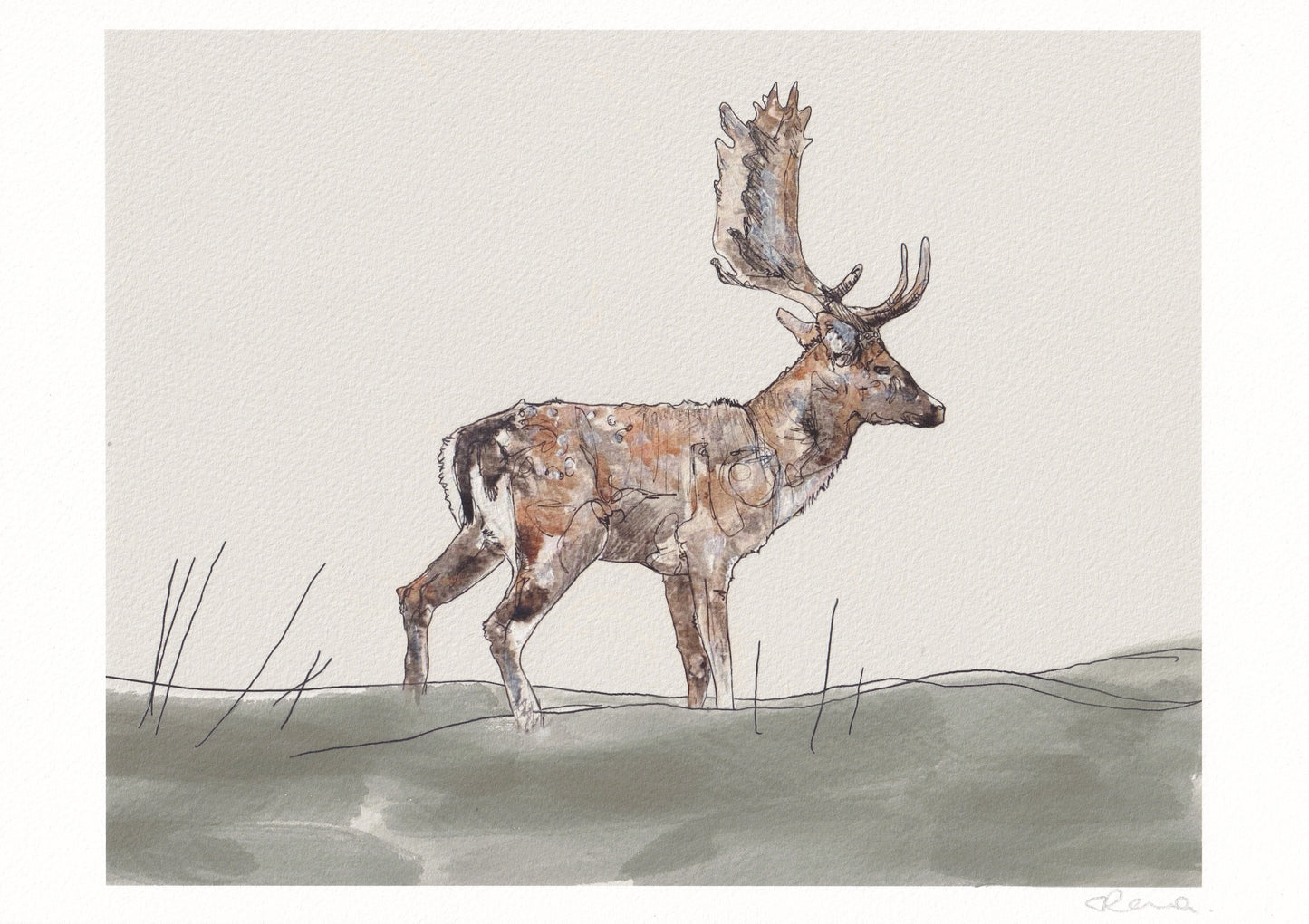 giclee fine art print of fallow deer buck stag standing on grass contemporary illustration animal wildlife artist ann pease original art 